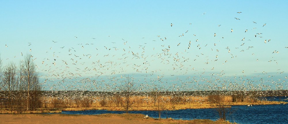 Весенний птичий базар