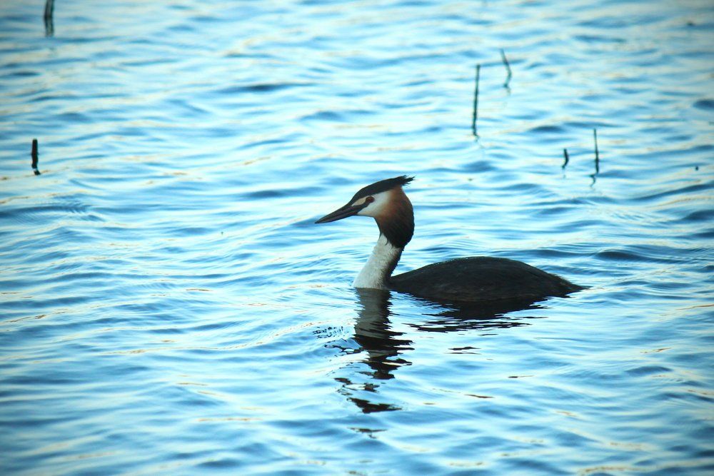 Весенние заботы