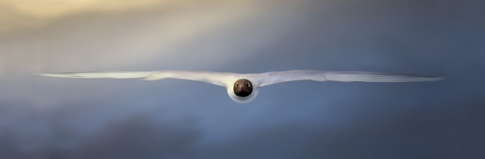 Скорость. Speed.