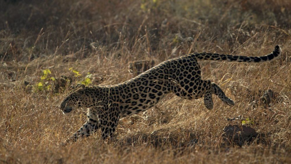 Ghost of the Forest !!!