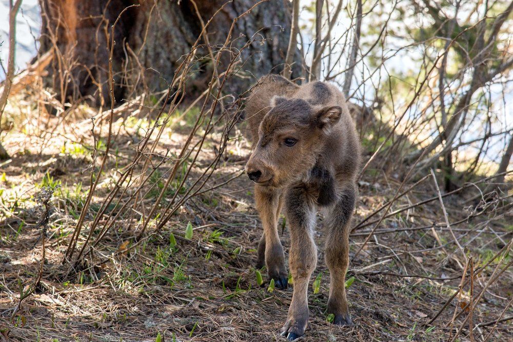 Новорожденный зубренок