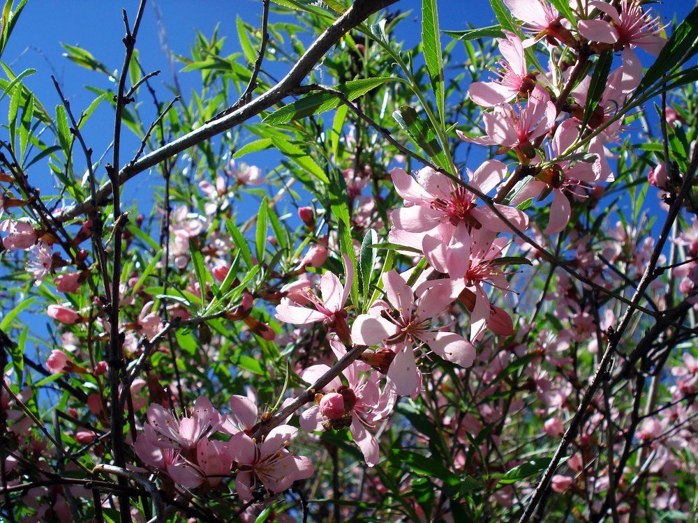 цветение миндаля