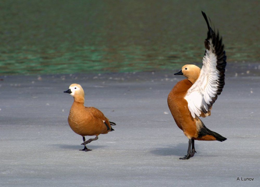 А Я не ВЕРЮ...