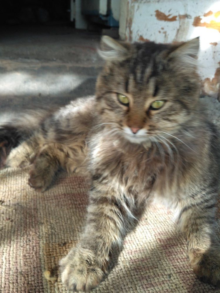 Котик на даче.