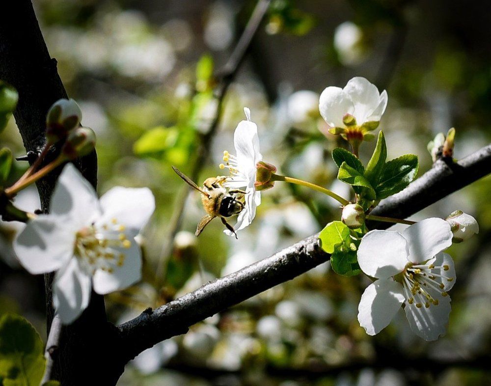 Майская труженица