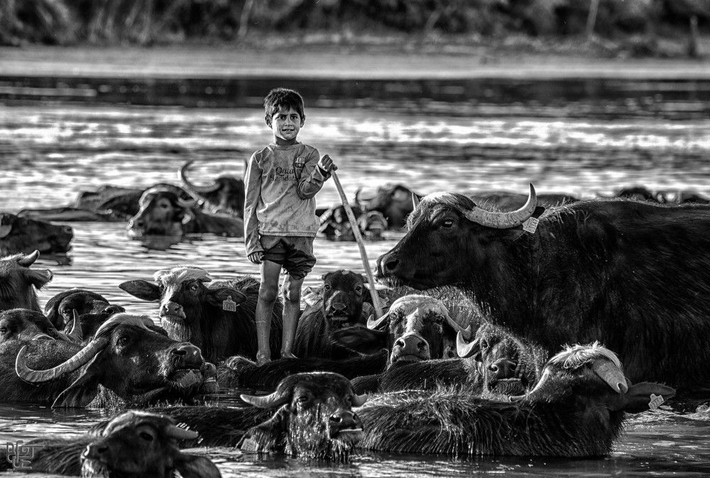 Patron of the small buffalo