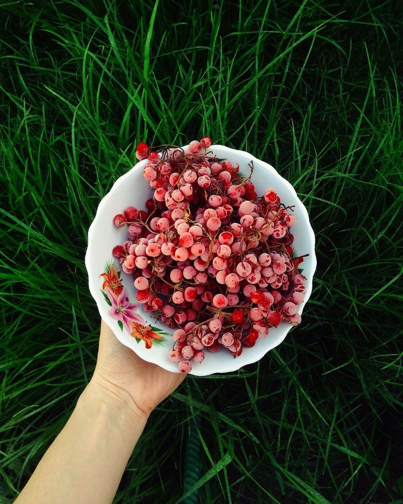 Guelder Rose
