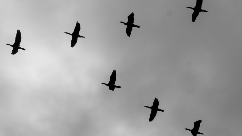 Seven Shades of Black