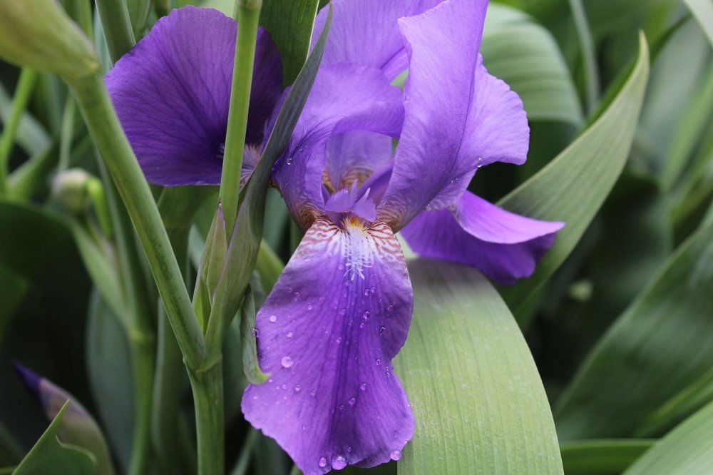 весенник цветы