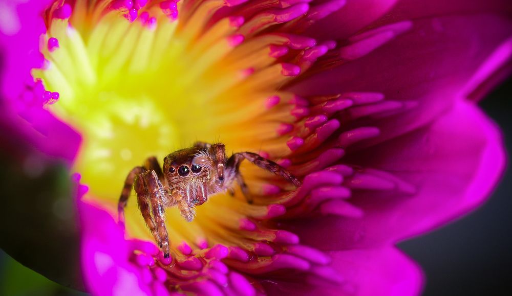 Jumping Spider With Flower