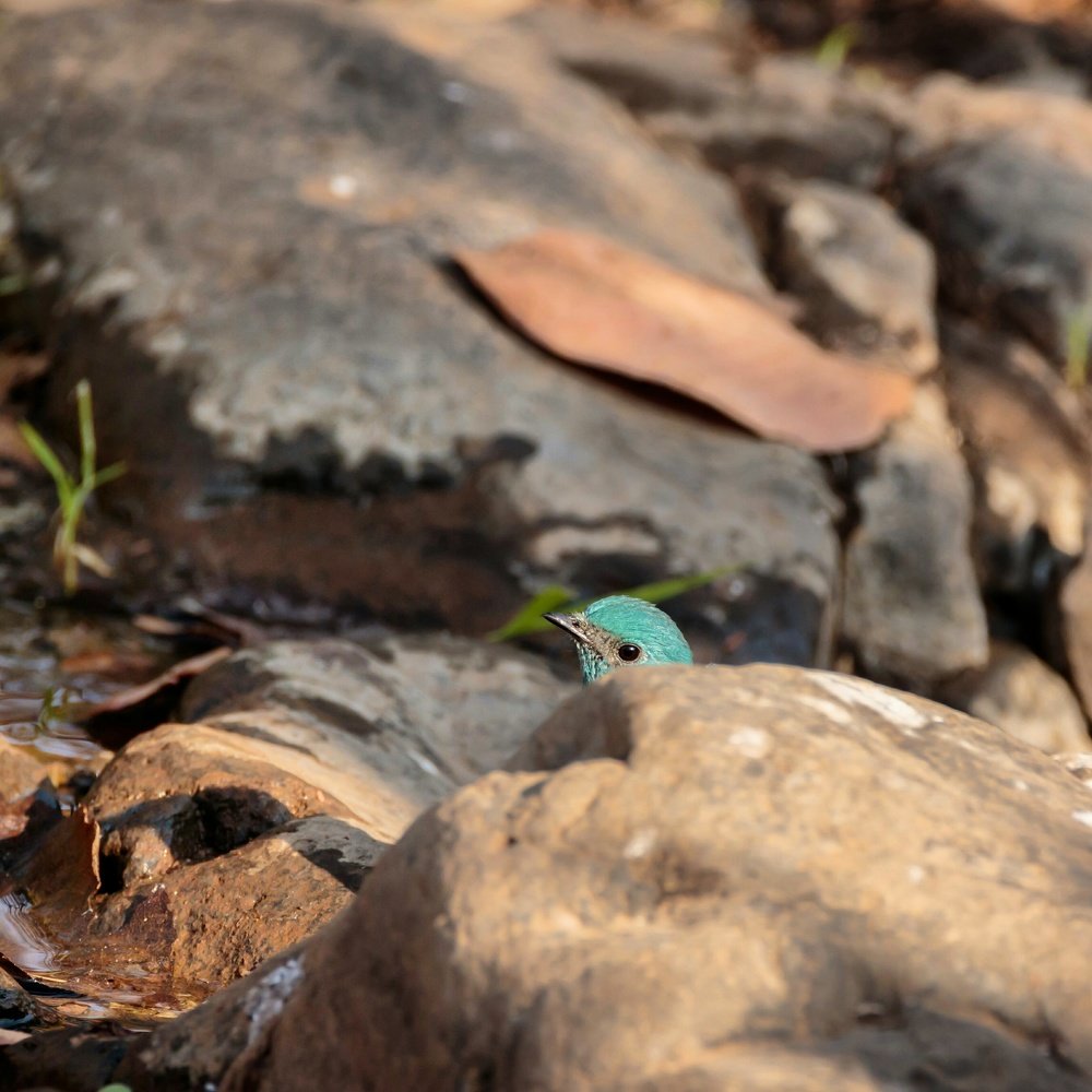 Hide and seek with Verditer Flycatcher
