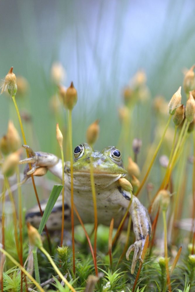 frog