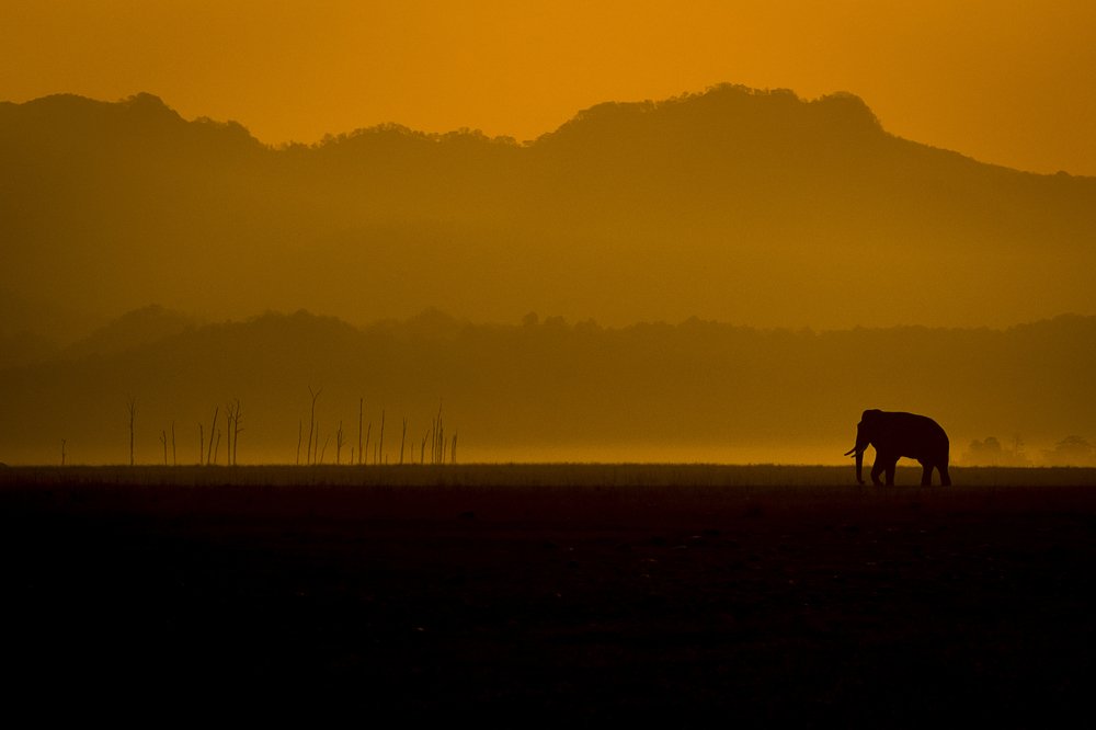 Dhikala Elephantscape