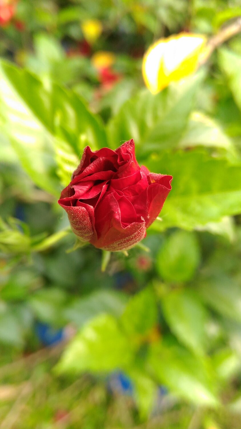 Smiling faces of Flower