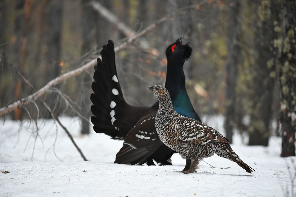Песня весны