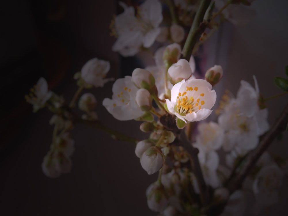 Photograph by nadejda bostanova