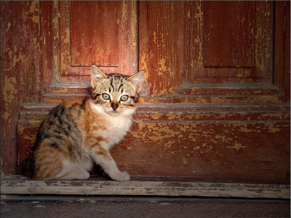Photograph by nadejda bostanova