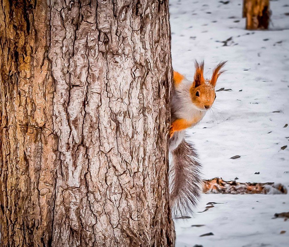 Весенний привет