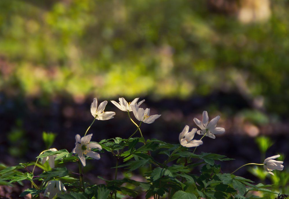 Весенние цветы