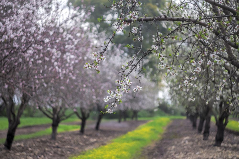 Весенний сад