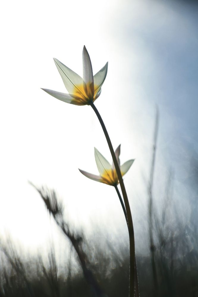 Весенняя акварель