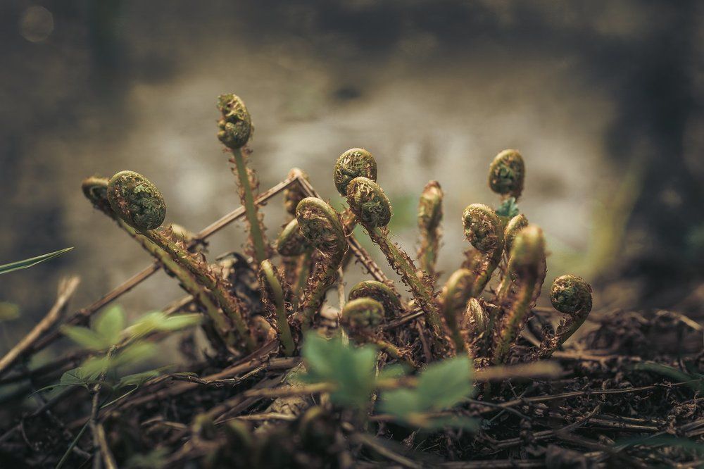 Папоротник...Начало