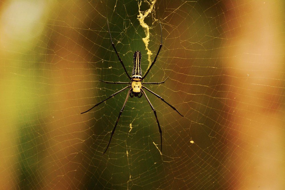 Wood Spider