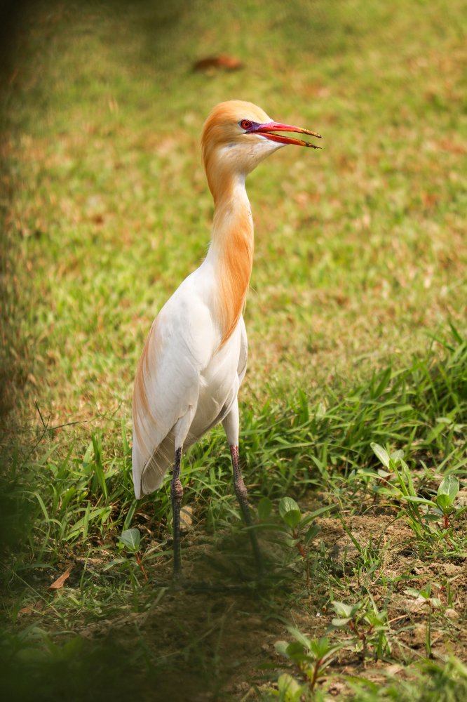 Birds