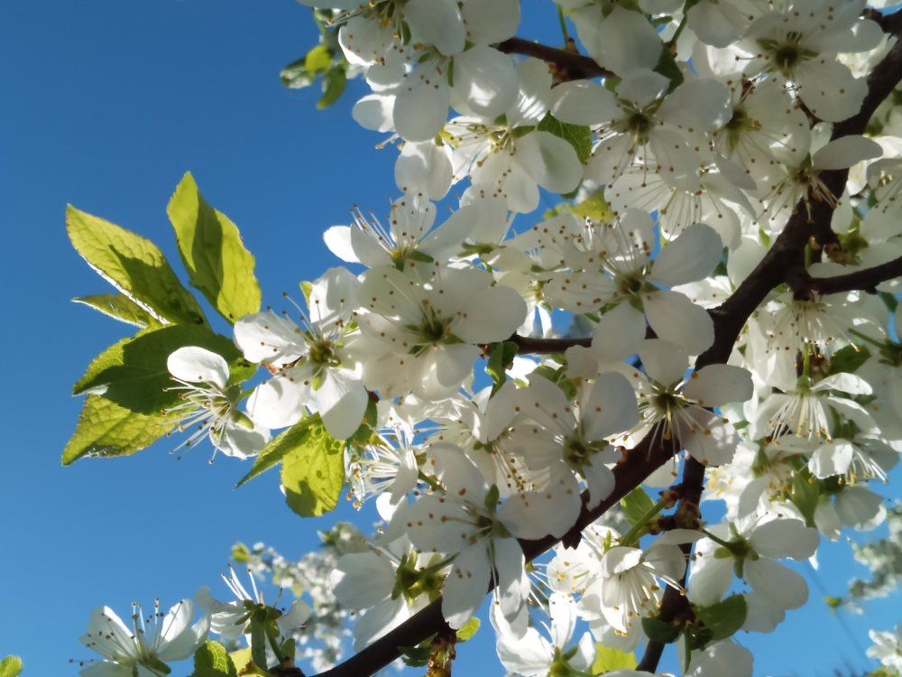 Пестики Тычинки