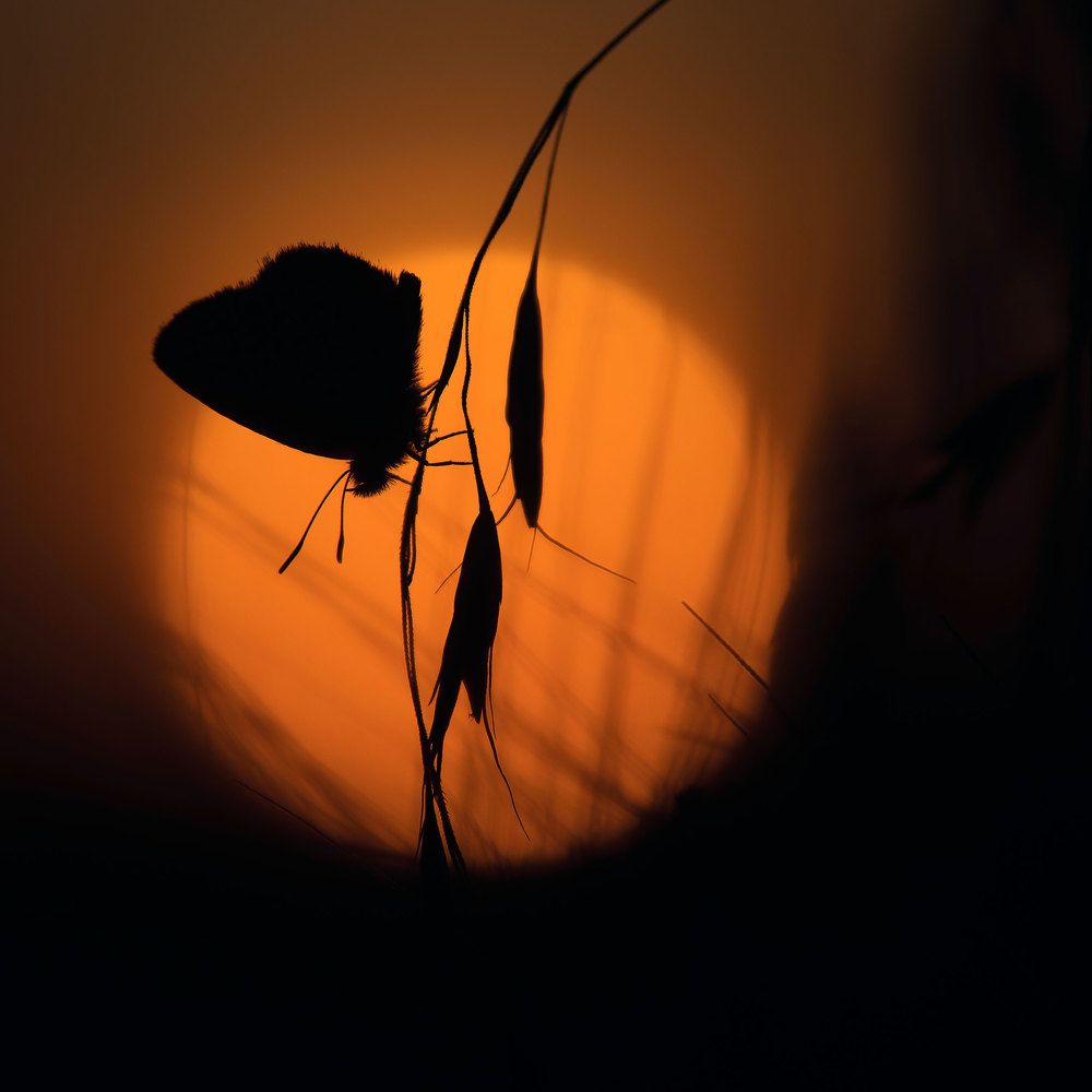 Закат с голубянкой