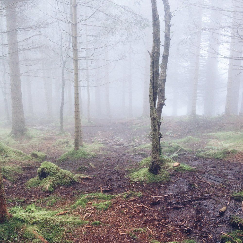 Norway forest