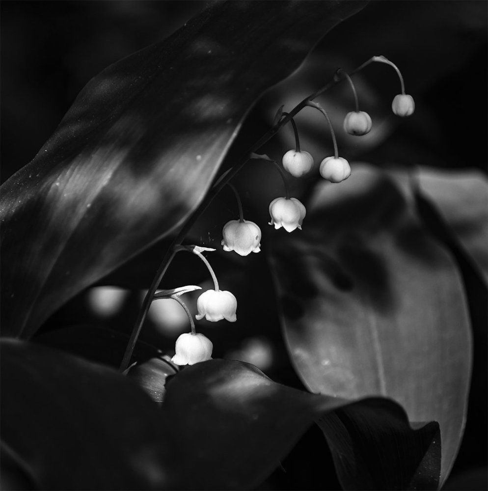 вестники весны