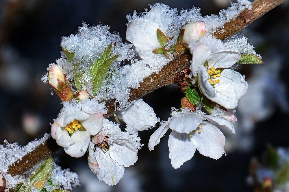 Вишня в снегу