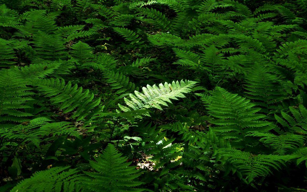 Папоротник горы Стрижамент