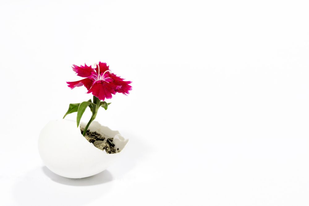 I live, i grow, I flourish