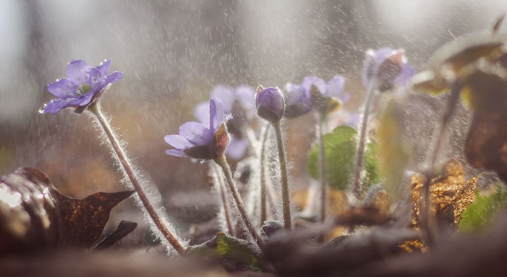 Под весенним дождём