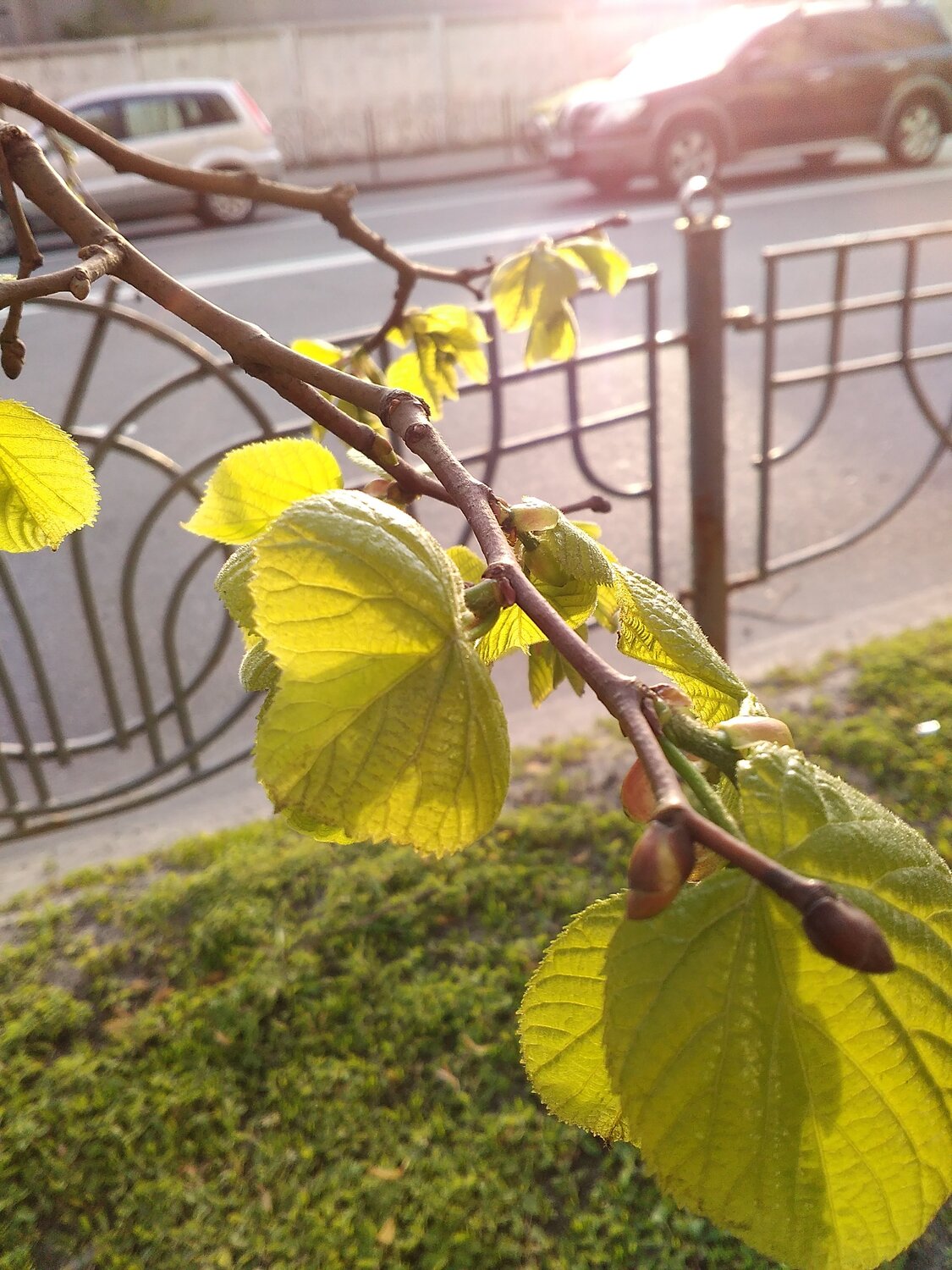 ветка