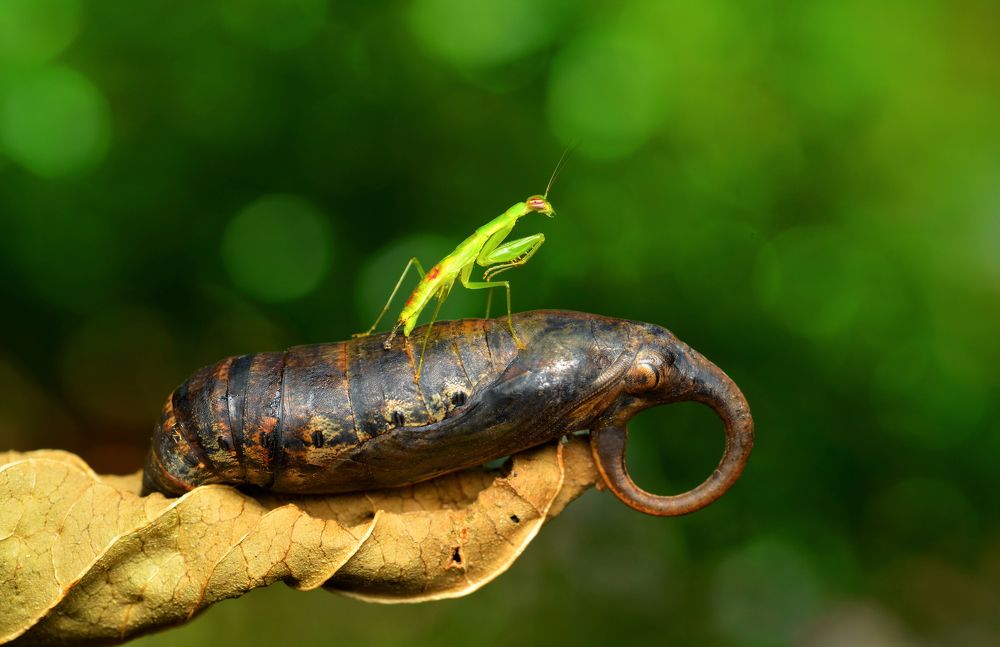 A Ride To Magical World