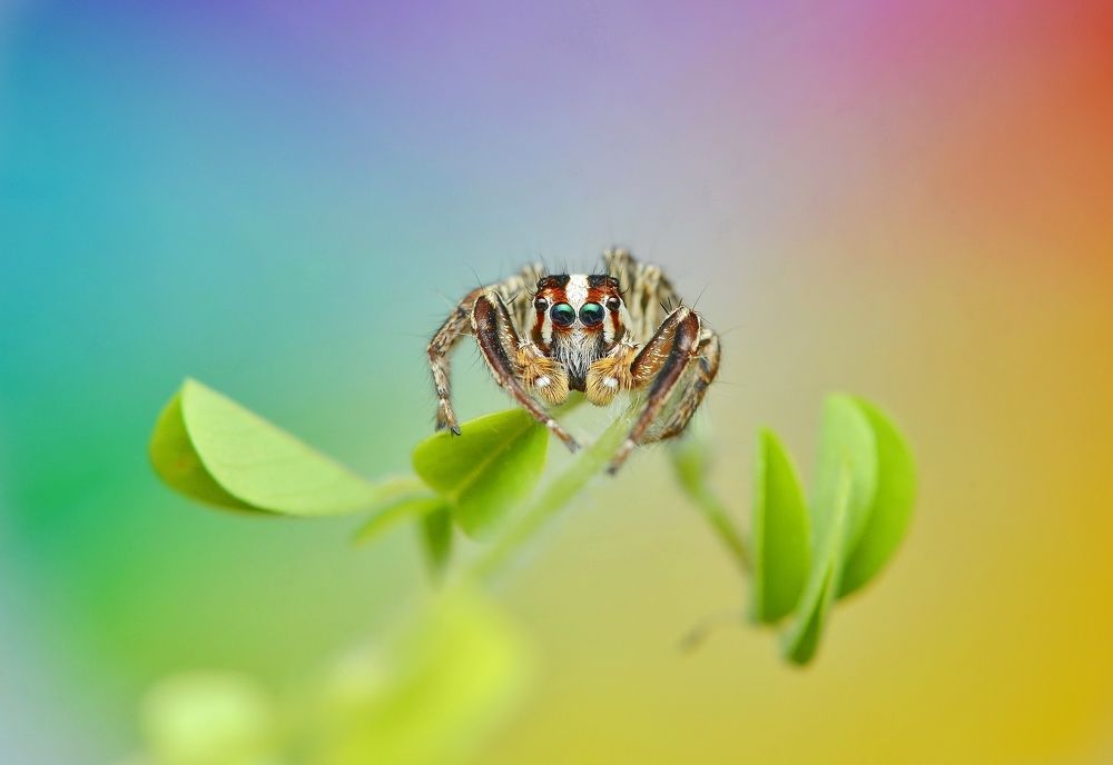 Somewhere Over The Rainbow