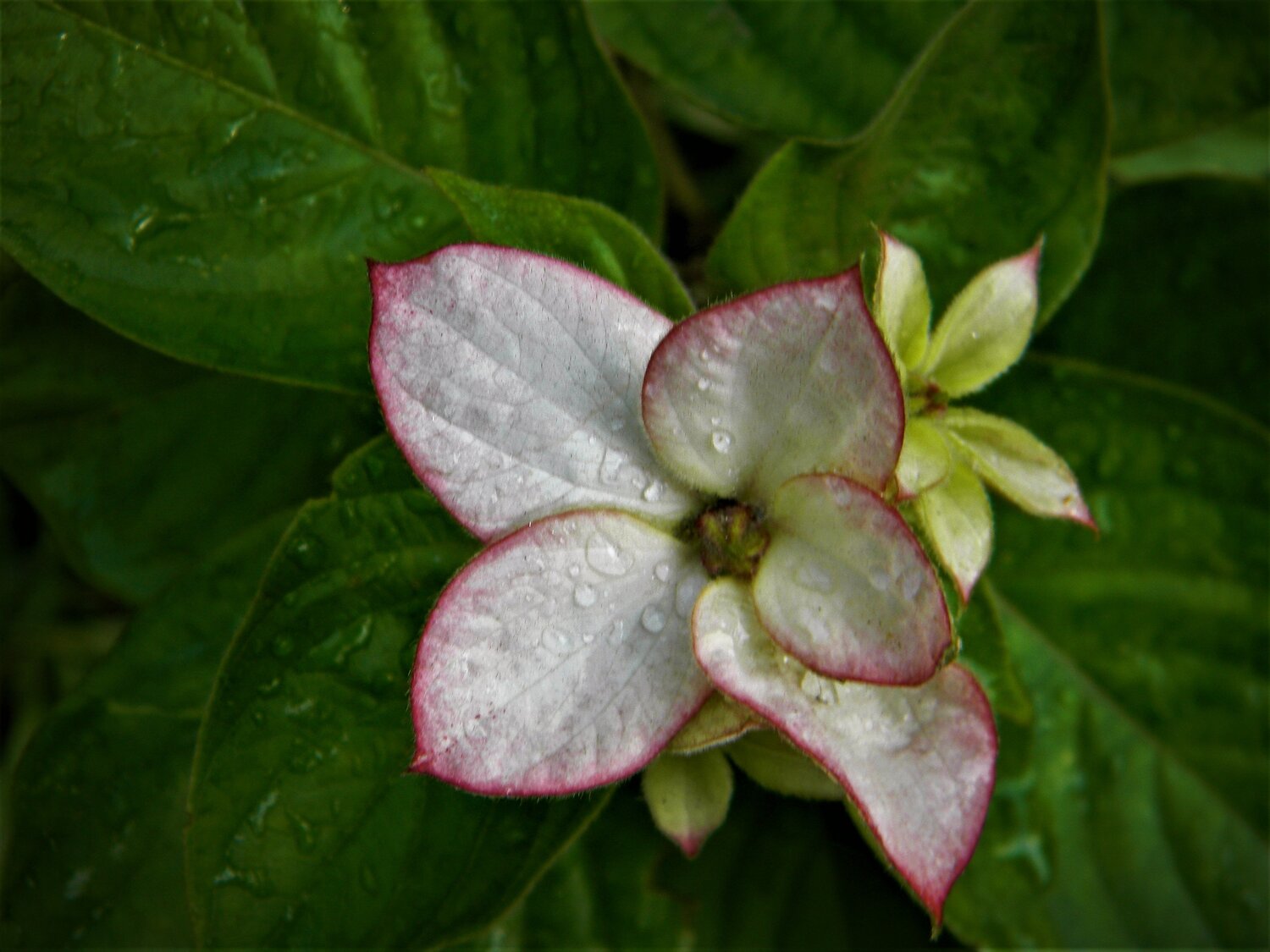 Flower(monacenda flowers)