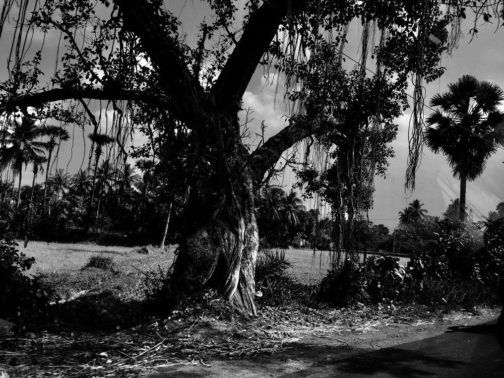 Nature - tree