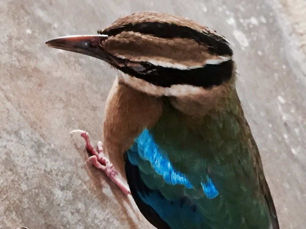 Colourful bird