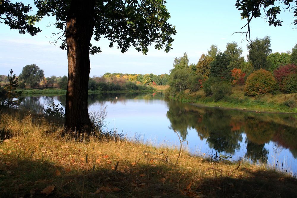 дубовая роща