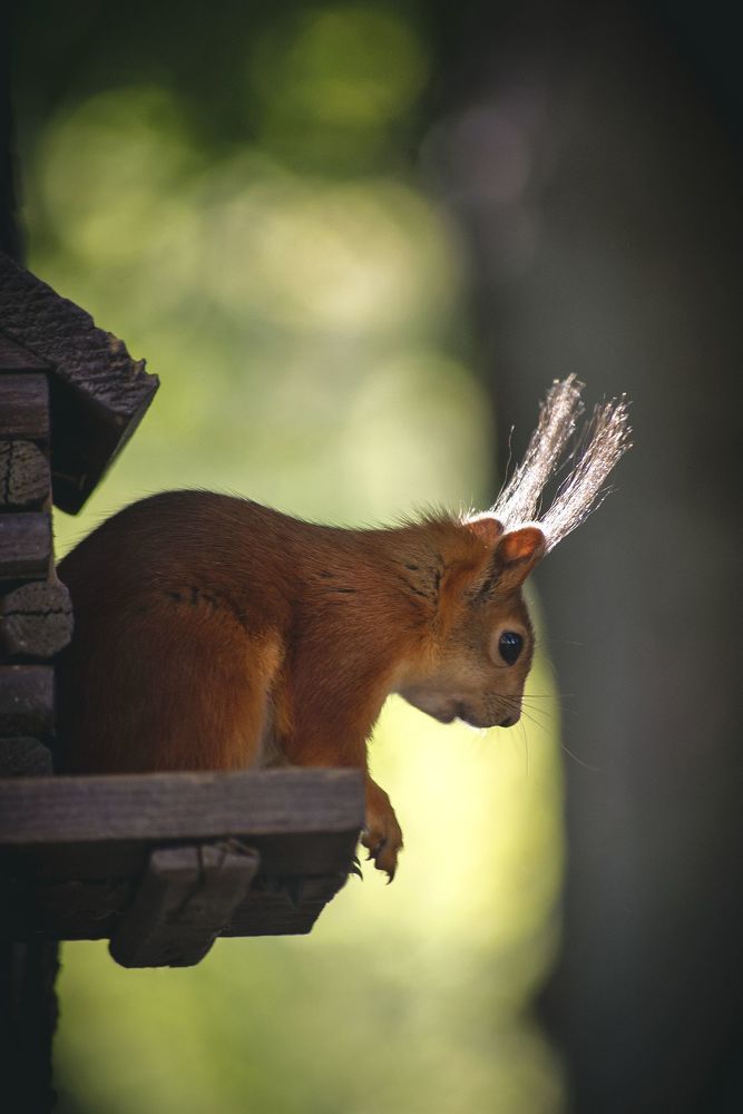 Королева-белка (2)
