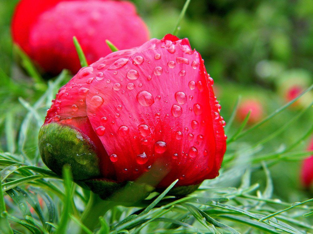 Photograph by Ира Балакова