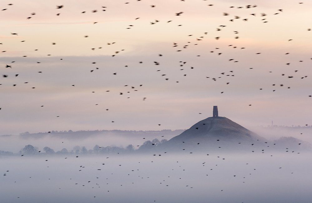 Glastonbury and Starlings