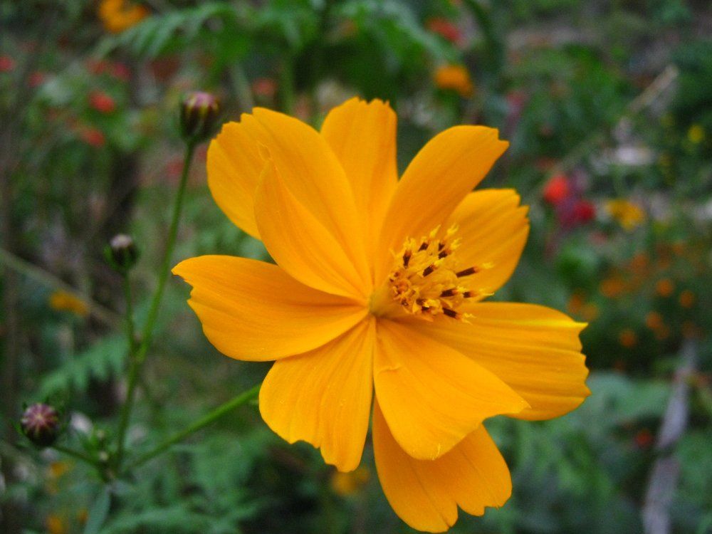 nice flower