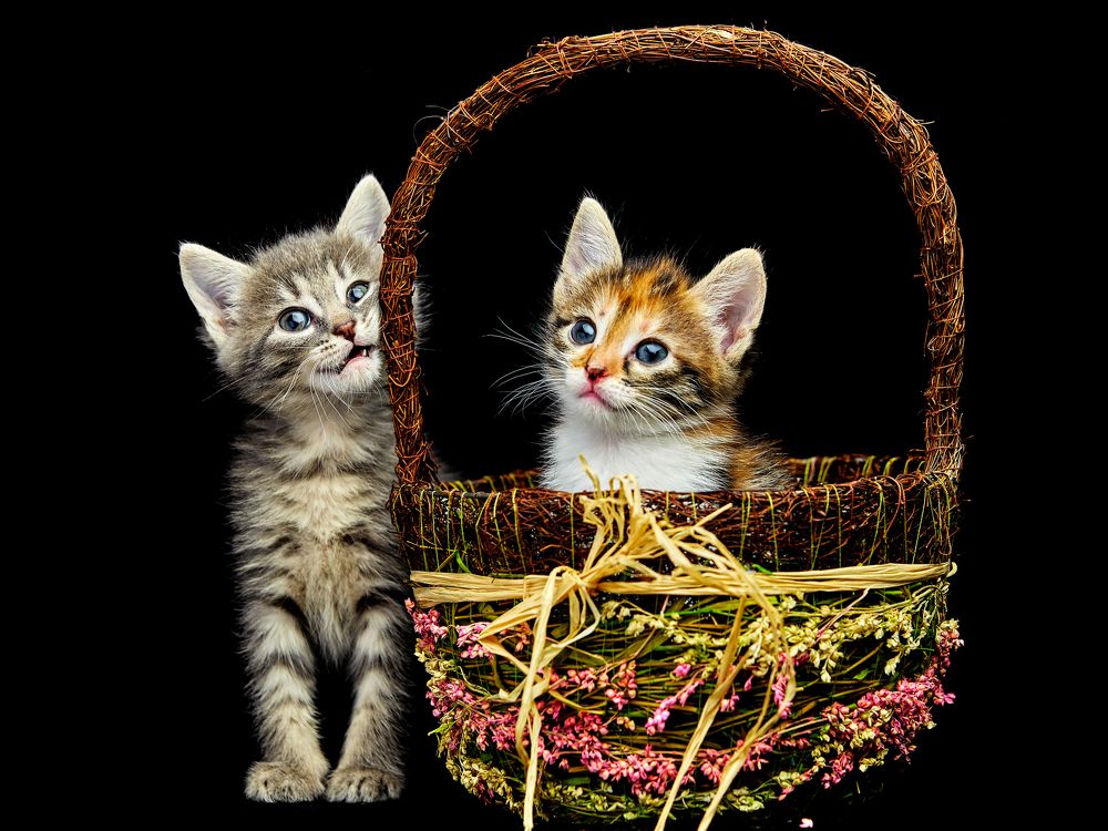 Две кошки с лукошком