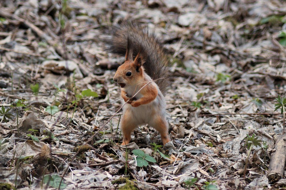 Photograph by Виктор Печищев