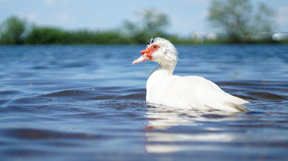 Жизнь хороша